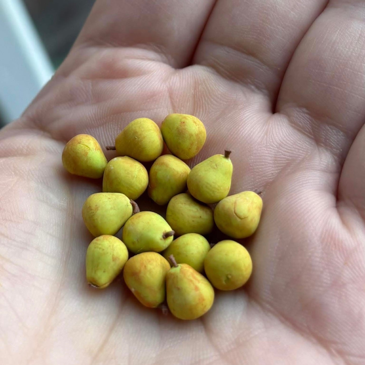 1:12 Set van 6 peren - Handgemaakt - Poppenhuis